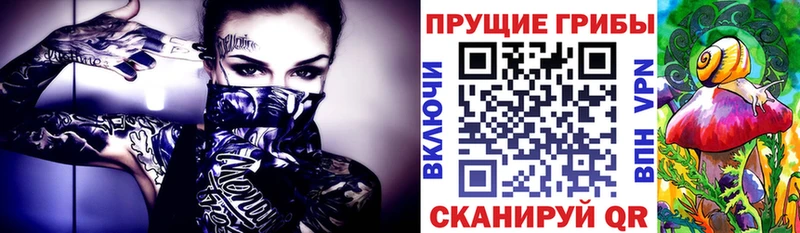 Псилоцибиновые грибы Psilocybe  Купить где  Нестеров 